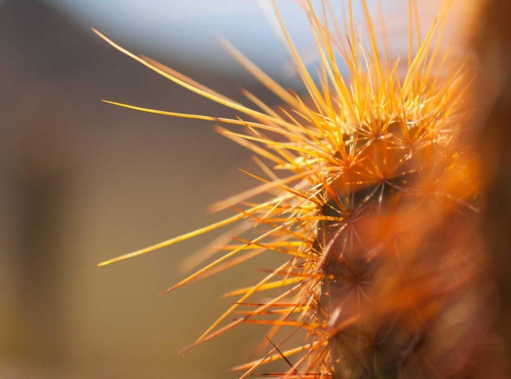 fnf:9jcokqug9pu= bob